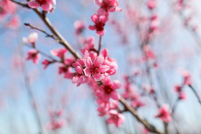 Close-up of pink cherry blossom