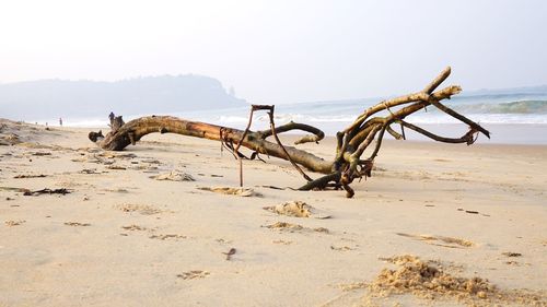 Driftwood on beach against sky