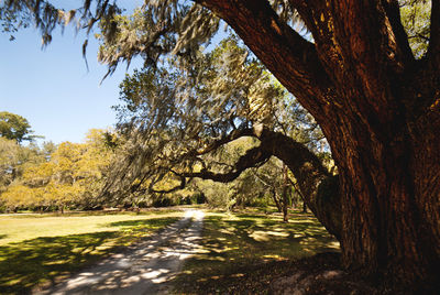 Trees in park