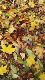 Full frame shot of dry maple leaves during autumn