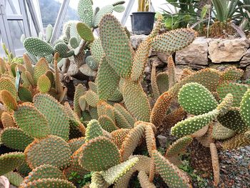 Full frame shot of succulent plants