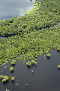 Beautiful aerial view to negro river green amazon island archipelago