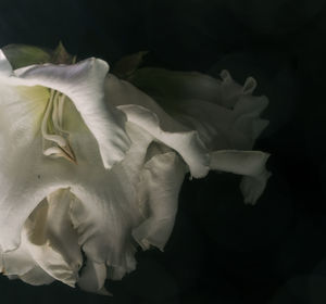 Close-up of white flower