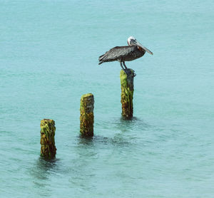 Bird perching on wooden post in sea