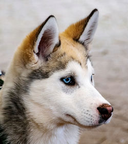 Close-up of a dog looking away