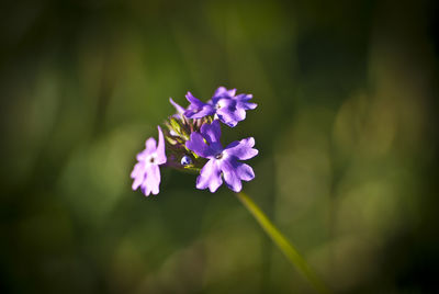 Close-up of purple flowering plant