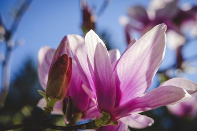 Close-up of pink crocus flower