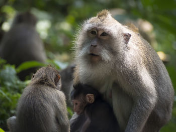 Close-up of monkeys against blurred background