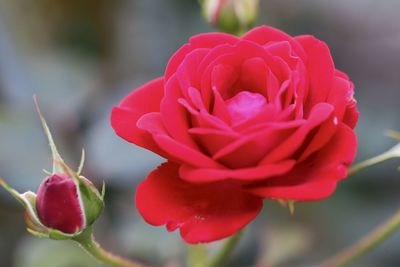 Close-up of pink rose