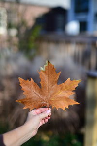 Close-up of hand holding maple leaves