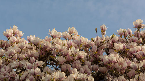 flowering plant