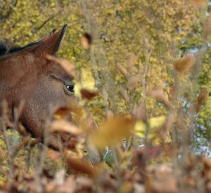 Portrait of deer in a field