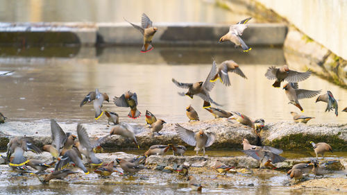 Flock of birds flying over lake