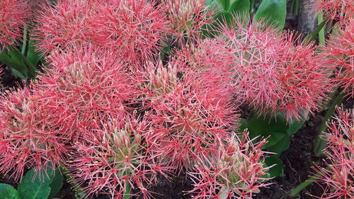 Close-up of red plant against trees