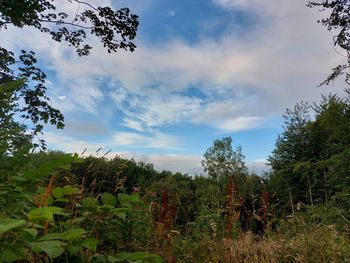 Low angle view of trees on field against sky