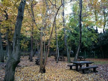 Trees in park