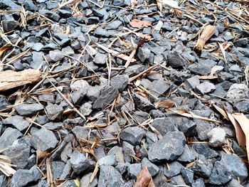 High angle view of dried leaves on field