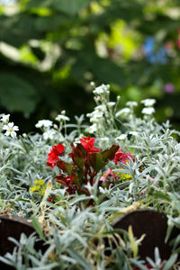 Close-up of red flowering plant