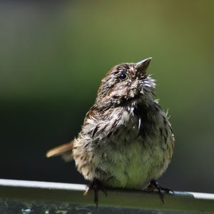 Close-up of bird perching outdoors
