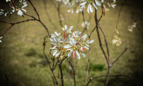 Close-up of white cherry blossoms in spring