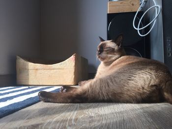 Close-up of cat relaxing on bed at home