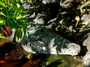 Close-up of tree trunk