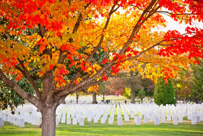 Trees in park during autumn