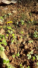 High angle view of plants growing on field