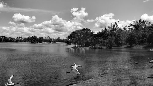 Swans swimming in lake against sky