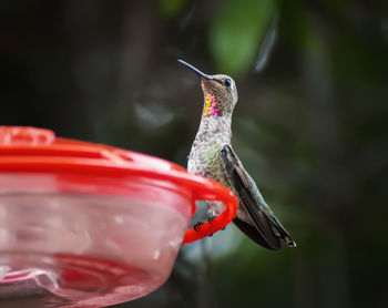 Close-up of red bird flying