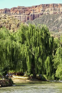 View of trees on riverbank