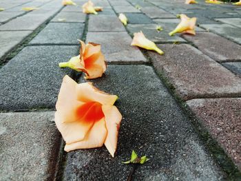 High angle view of maple leaves on footpath