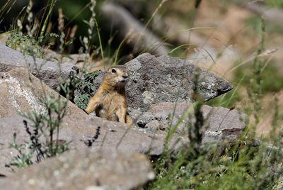 Close-up of squirrel on rock