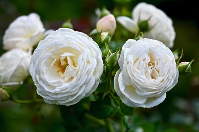 Close-up of white roses