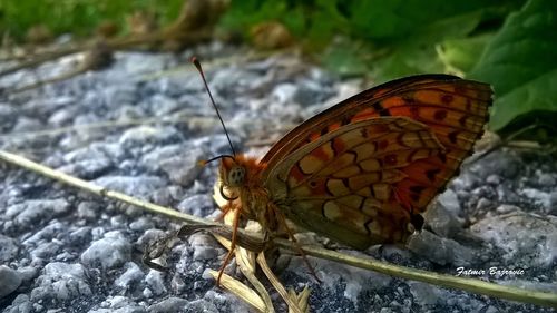 Close-up of butterfly on rock