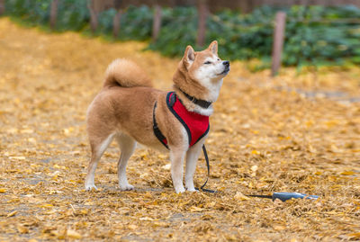 Dog sitting outdoors