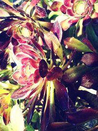 Close-up of wet flowers