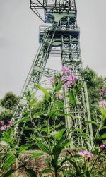 Low angle view of flowering plants against sky