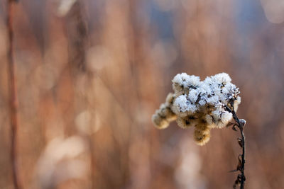 Close-up of frozen plant on field