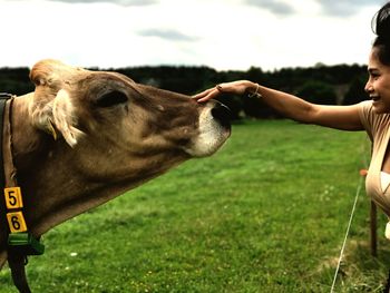 Close-up of hand feeding horse on field