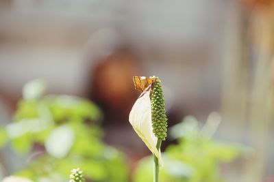 Close-up of insect on flower