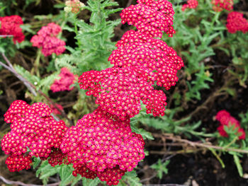 Close-up of pink flowering plants