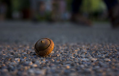 Close-up of snail