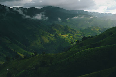 Mountain rice