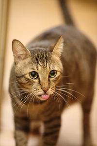 Close-up portrait of cat