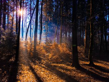 Sunlight streaming through trees in forest