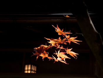 Close-up of maple tree during night