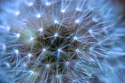 Full frame shot of dandelion seeds