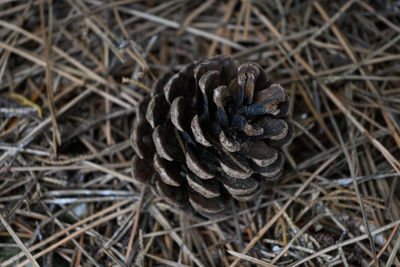 High angle view of mushroom growing on field