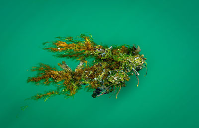 View of plant with sea in background